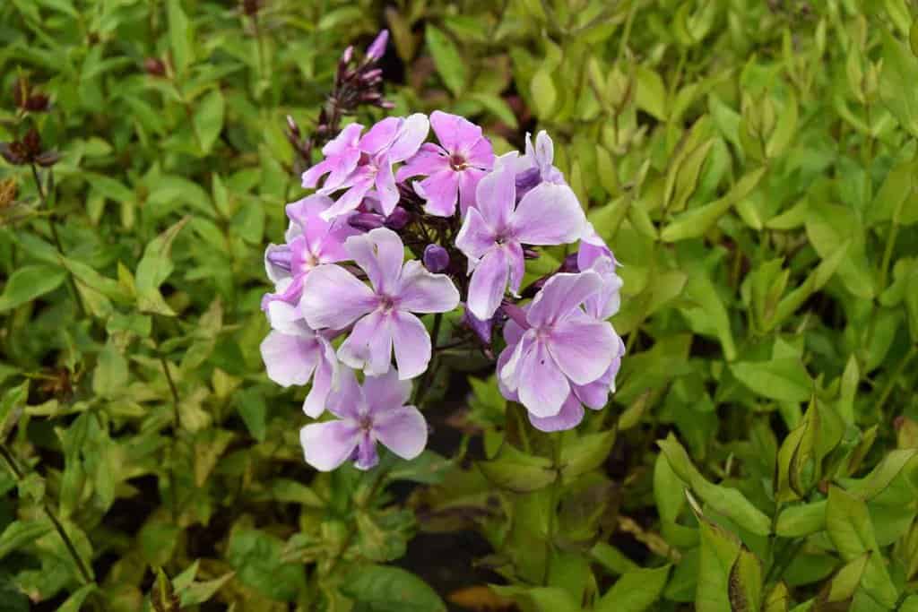 Phlox paniculata 'Franz Schubert' ---